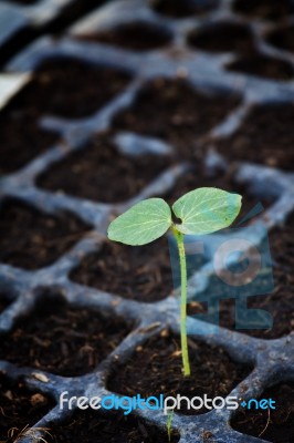 Seedling In Soil Stock Photo