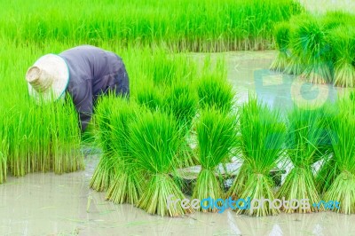 Seedlings Of Rice Agriculture In Rice Fields Stock Photo