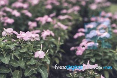 Selective Focus Flowers Background Stock Photo