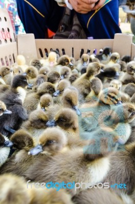 Seller And Many Ducklings For Sale Stock Photo