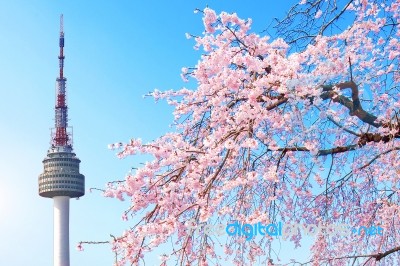 Seoul Tower And Pink Cherry Blossom, Sakura Season In Spring,seoul In South Korea Stock Photo Seoul Tower And Pink Cherry Blossom, Sakura Season In Spring,seoul In South Korea Stock Photo