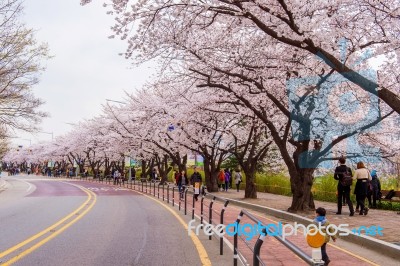 Seoul,korea - April 7 : Seoul Cherry Blossom Festival In Korea.tourists Taking Photos Of The Beautiful Scenery Around Seoul,korea On April 7,2015 Stock Photo