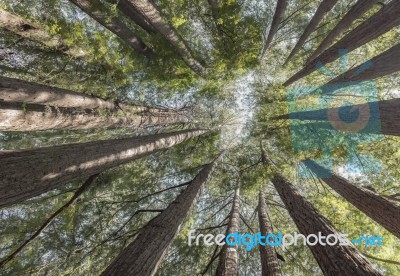 Sequoia Trees Stock Photo