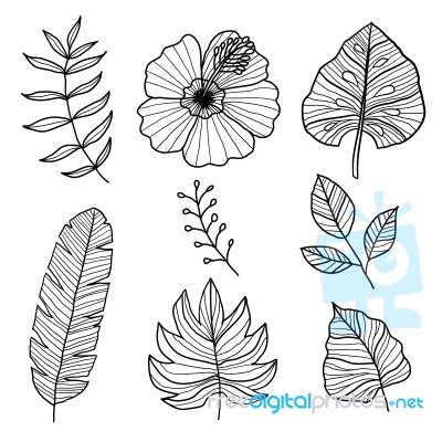 Set Of Botanical  Illustrations, Hand Drawn Style Stock Image