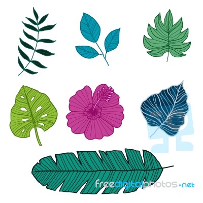Set Of Botanical  Illustrations,  Illustration Stock Image