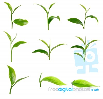 Set Of Green Tea Leaf Isolated On White Background Stock Photo