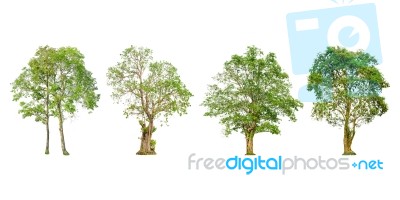 Set Of Tree Shape And Tree Branch On White Background For Isolated Stock Photo
