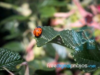 Seven Spot Ladybird (coccinella Septempunctata) Stock Photo