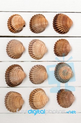 Several Clam Shells Isolated Stock Photo