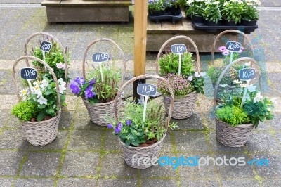 Several Reed Baskets With Flowering Plants On Ground Stock Photo
