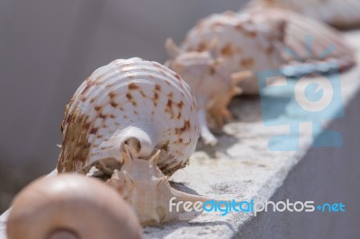 Several Sea Shells On A Wall Stock Photo