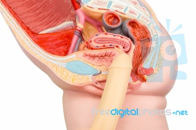 Sexual Human Intercourse Penis And Vagina Model Stock Photo