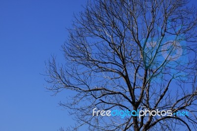Shadow Of Lonely Tree Expand In Blue Sky Stock Photo