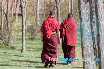 Shangri-la, China - April 20, 2016:two Lama Was Walking On The Lawn Stock Photo
