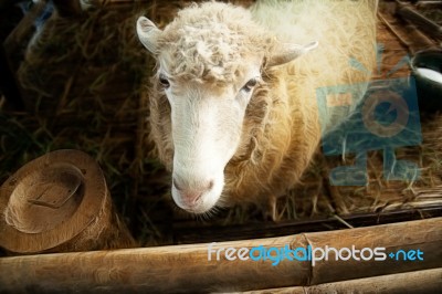 Sheep Stock Photo