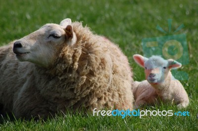 Sheep And Lamb Stock Photo