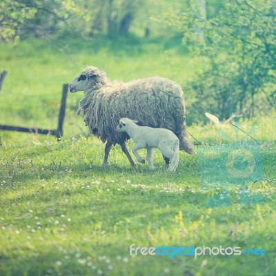 Sheep And Lamb On Green Field Stock Photo