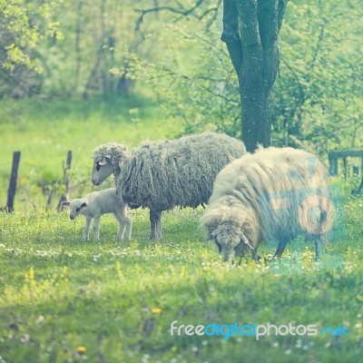 Sheep And Lamb On Green Field Stock Photo