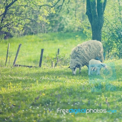 Sheep And Lamb On Green Field Stock Photo