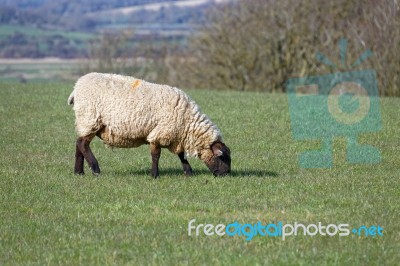 Sheep At Home On The South Downs In Sussex Stock Photo