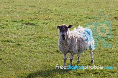 Sheep At Home On The South Downs In Sussex Stock Photo