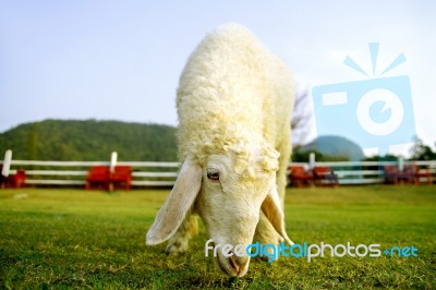 Sheep In The Farm Stock Photo