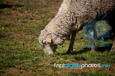 Sheep In The Pasture Stock Photo