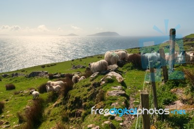 Sheep On Grassy Fields Stock Photo