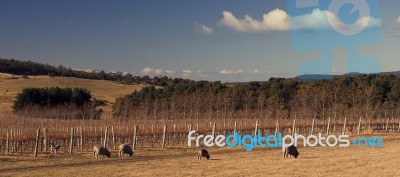 Sheep On The Farm During The Day Stock Photo