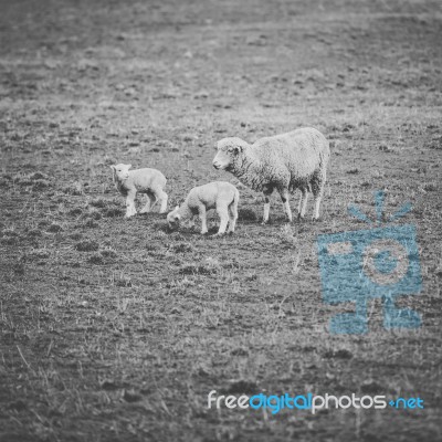 Sheep On The Farm During The Day Stock Photo