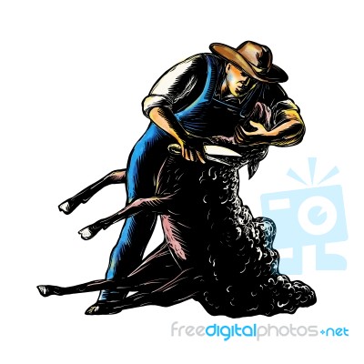 Sheep Shearer Shearing Sheep Scratchboard Stock Image