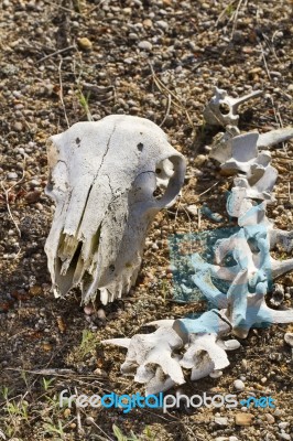 Sheep Skull Stock Photo