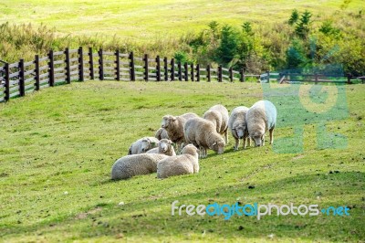Sheeps Stock Photo