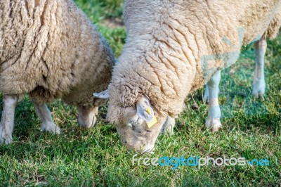 Sheeps Stock Photo