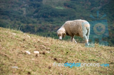 Sheeps In A Meadow On The Mountains Stock Photo