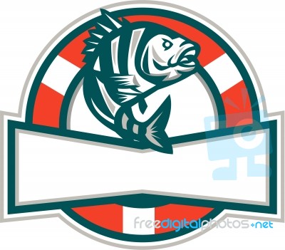 Sheepshead Fish Jumping Lifesaver Circle Retro Stock Image