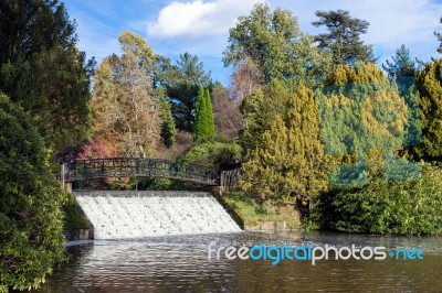 Sheffield Park, Sussex/uk - November 3 : Bridge And Weir At Shef… Stock Photo