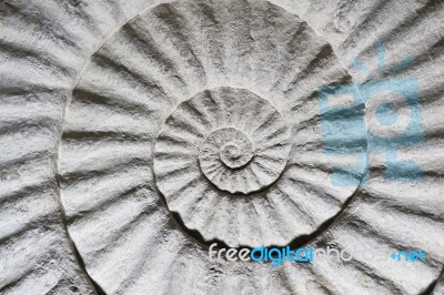 Shell Fossil Inside Out Stock Photo