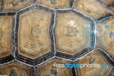 Shell Texture Stock Photo Shell Texture Stock Photo