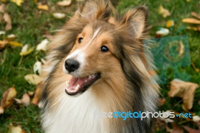 Sheltie Stock Photo