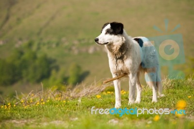 Shepherd Dog Stock Photo