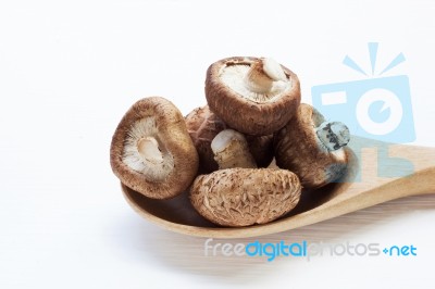 Shiitake Mushrooms Isolated  Stock Photo