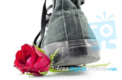 Shoe And Roses Stock Photo