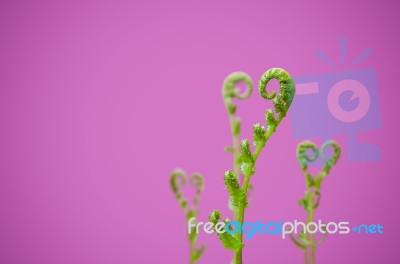 Shoots Of Ivy Align To Heart Sign Stock Photo