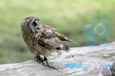 Short Eared Owl (asio Flammeus) Stock Photo