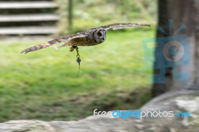 Short Eared Owl (asio Flammeus) Stock Photo