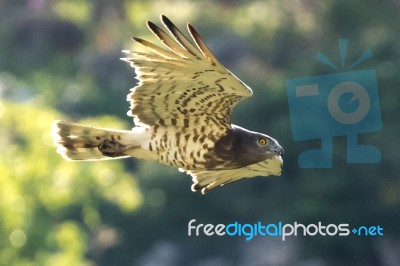 Short-toad Snake Eagle Stock Photo