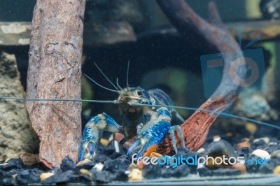 Shrimp In The Water Stock Photo