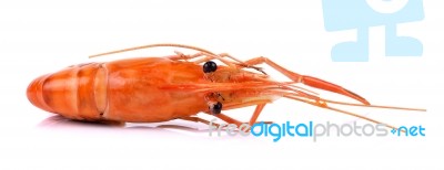 Shrimp Isolated On White Background Stock Photo