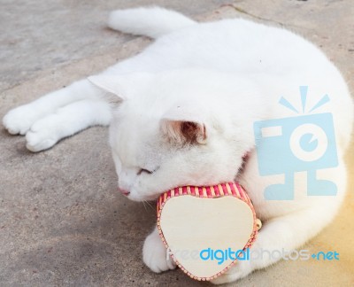 Shy White Cat With Heart Box,love Cats Concept Stock Photo